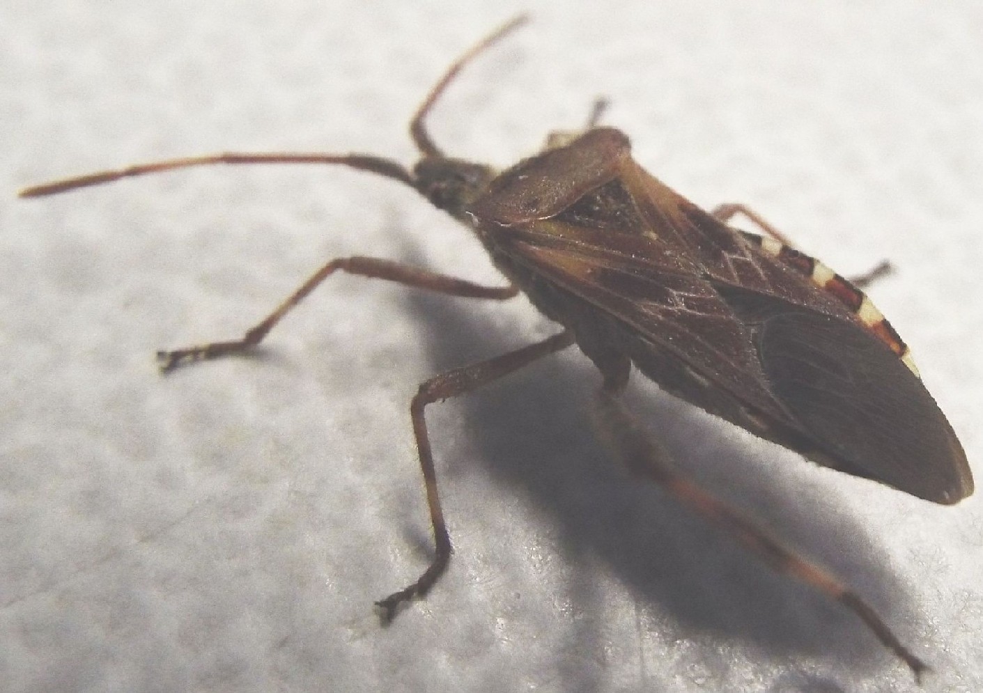 Coreidae: Leptoglossus occidentalis